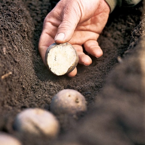 záhradnícke inštrukcie tipy záhradnícke zemiaky záhradnícke tipy pre záhradníctvo