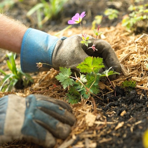 tipy na záhradu tipy na ošetrovanie buriny záhradné tipy na záhradnú burinu