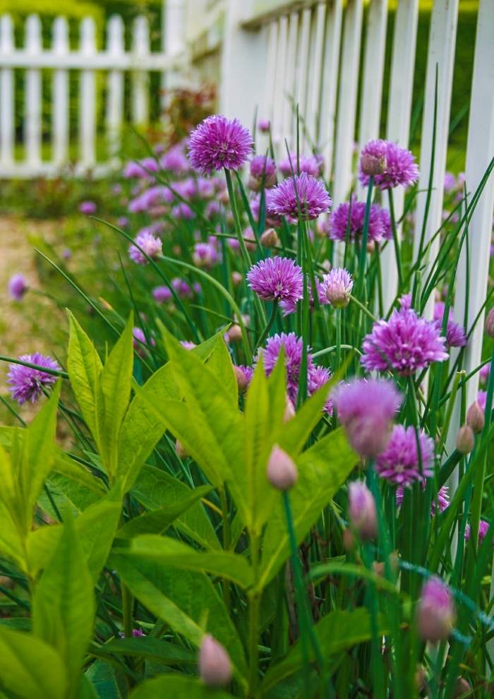 Pažítka rozkvitá záhradná dekorácia zo zeleniny purpurový plot