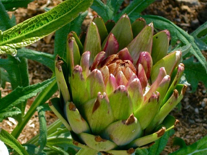 artyčok zeleninová odroda záhradný nápad