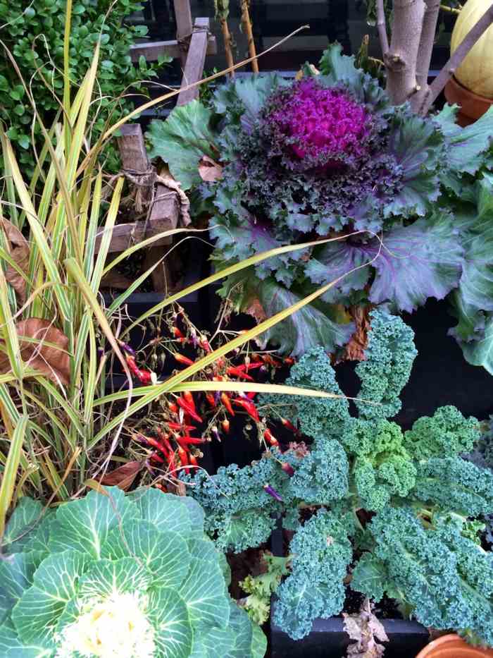 kvety dekorácia kapusta šalát záhradná zelenina