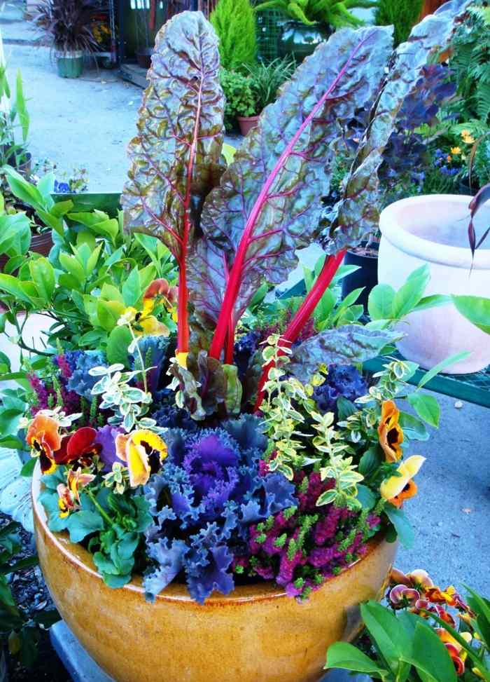 kvetináč hlinené kvety tuhá perleťová zelenina mangold kapusta