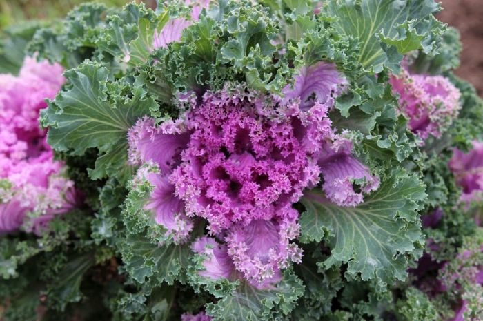 kučeravé listy kapusta nápad ružová zelená dekorácia záhrada
