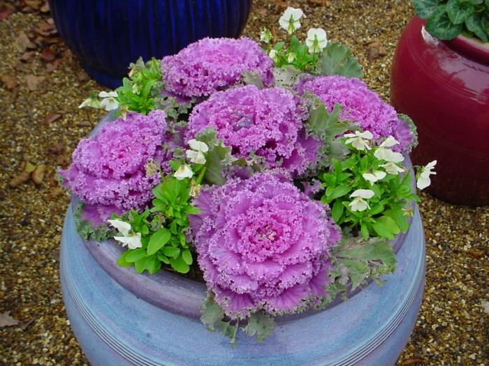 kvetináč kapusta ružový dekoratívny nápad dizajn záhrada