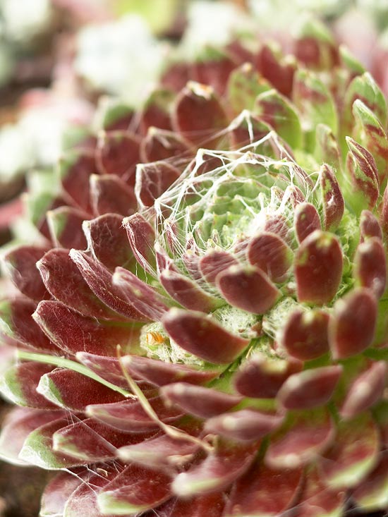 jednoduchá údržba užitočných rád pre záhradný dizajn