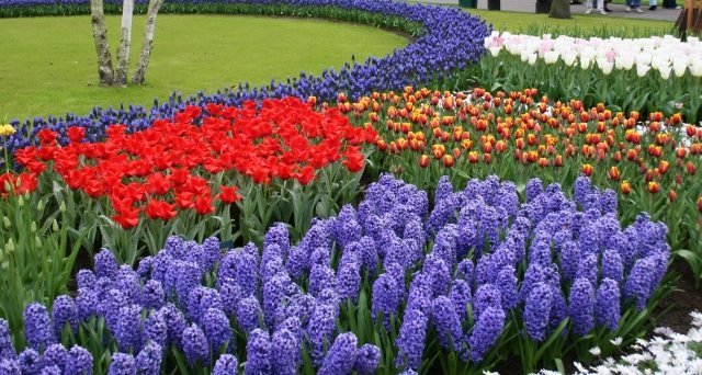 Kvitnúce polia so záhradným dizajnom kvetov tulipánov so sezónnymi rastlinami