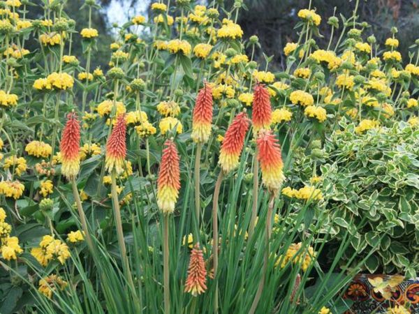 stredomorský záhradný dizajn kvety rastliny nápady Stredomorské záhradné kvety