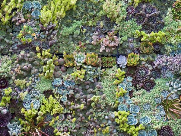 Rozchodníky stálezelených rastlín nápady na dizajn kvetov Nápady na vždyzelené rastliny rozchodníka