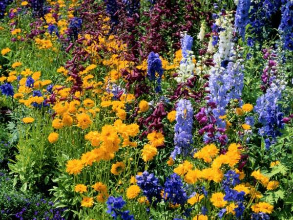 Nápady na záhradný dizajn jarné kvety orgován Nápady na záhradný dizajn letné rastliny