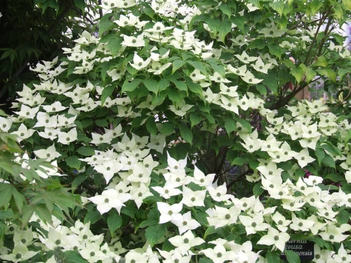 drieň krík rastlina záhrada tipy na biele kvety