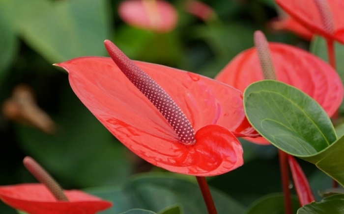 záhrada kvetov anthurium červená izbová rastlina v novembri