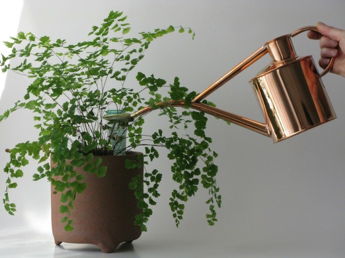 rastliny zalievanie zalievanie môže mosadz tipy november záhrada