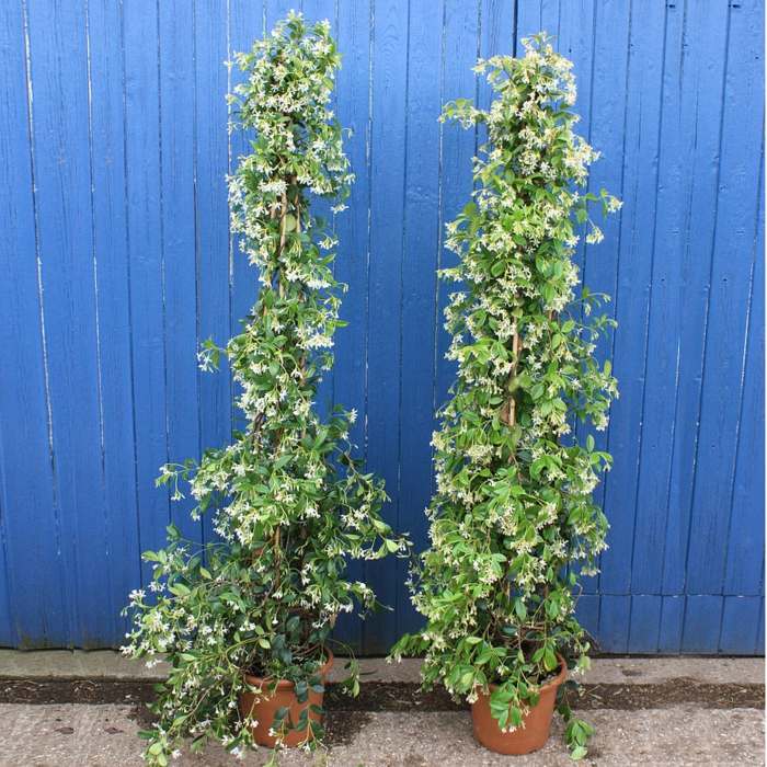 horolezec trachelospermum jasminoides záhrada v novembri zimná záhrada