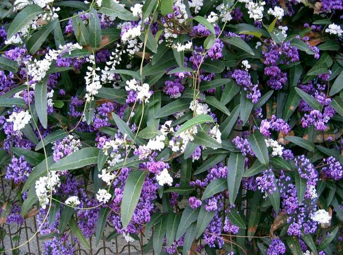 popínavá rastlina koralového hrachu purpurovo biela záhrada zimnej záhrady v novembri