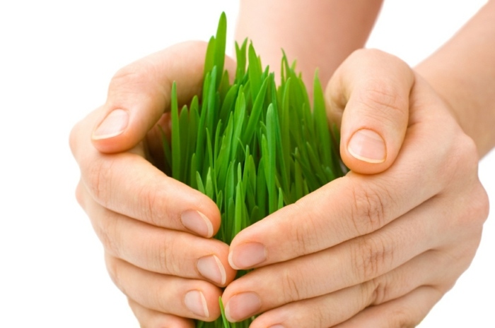 ochrana rastlín záhrada jeseň škodcovia sadenica trávnik