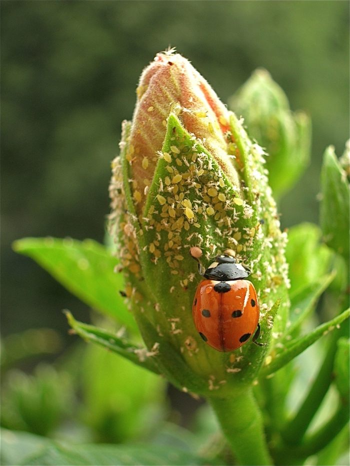 voška marienchenkaefer nuetzling schaedling ružová záhrada november