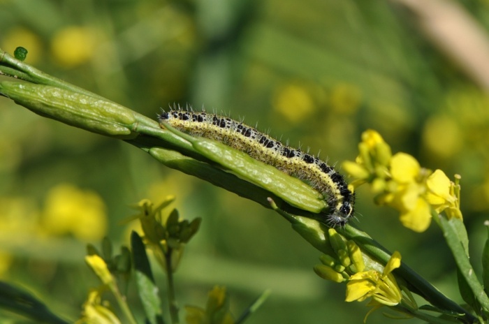 húsenica škodca rastlina záhrada v novembri kvet žltý