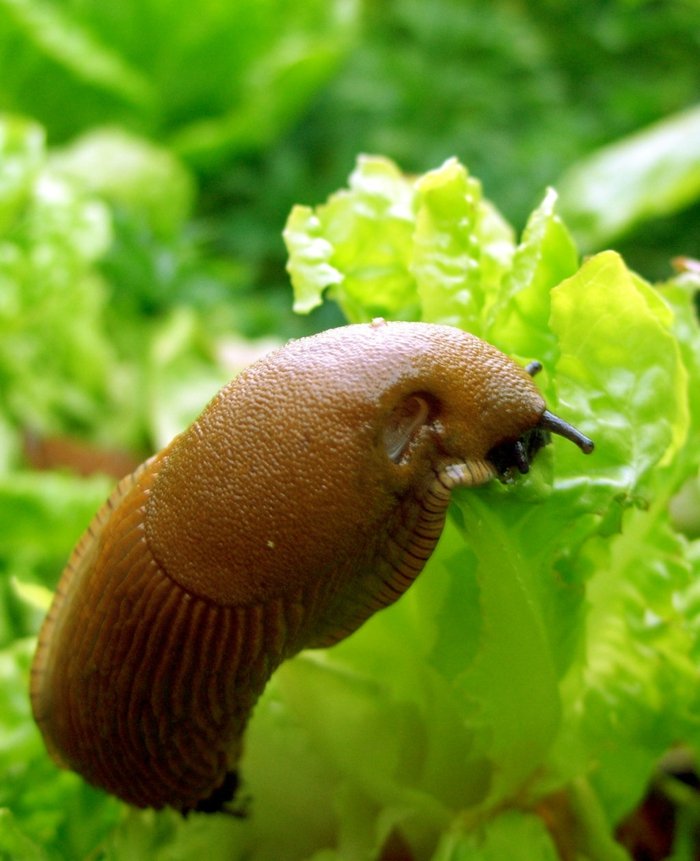 šupka záhrada nudibranch v novembri list hnedý