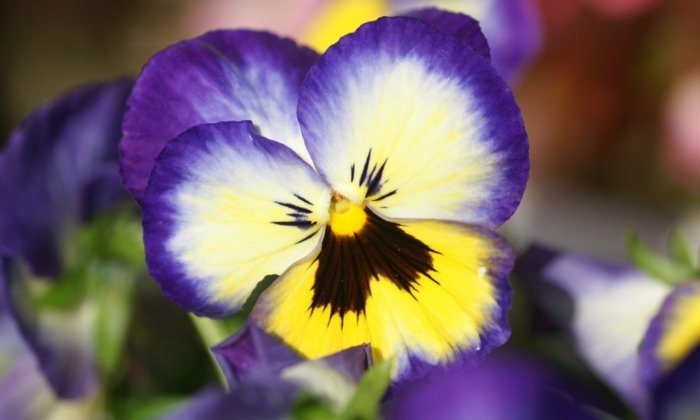 záhrada v septembri maceška purpurovo žlté kvety