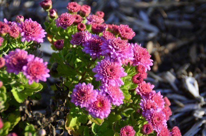 kvetinová záhrada v septembri starostlivosť o rastliny ružová