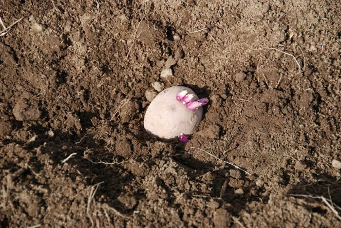 oči koreň zemiaka výhonky rastliny záhrada kuhlen