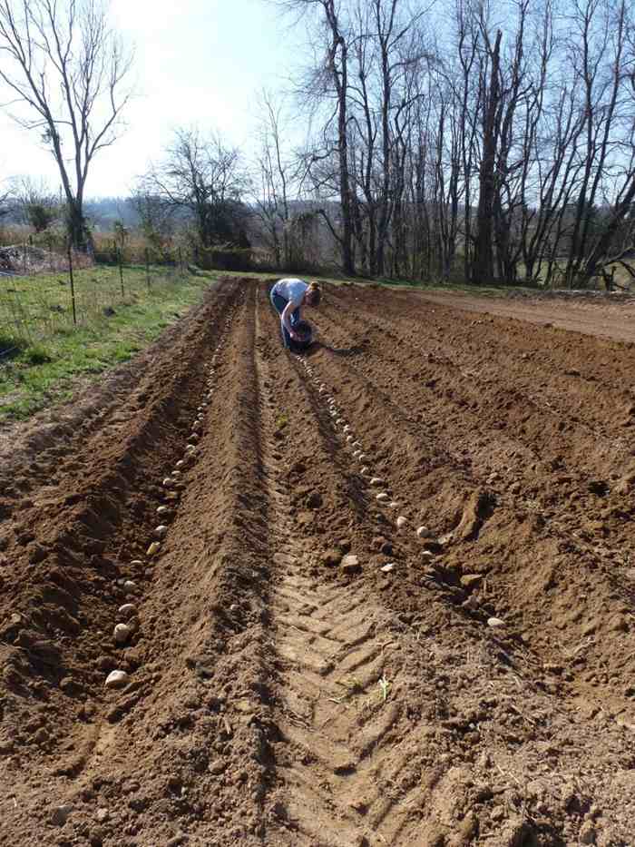 Zemiakové plamienky brázdia chladnú záhradnú jar