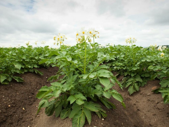 Rastlinná záhrada so zemiakmi hľuzy kopcovitých brázd