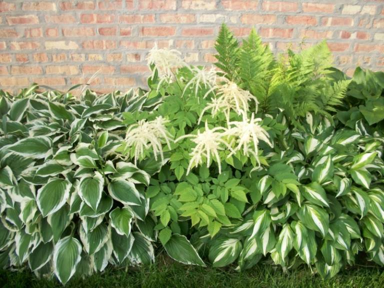 záhrada s tieňovými rastlinami nápad na nízky rast stena trávnik