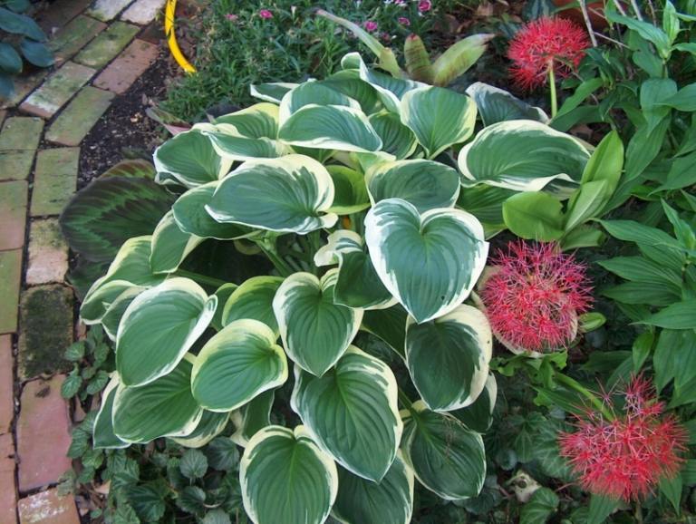 záhrada s tieňovými rastlinami funkien listy zelené biele okraje kvety ružové