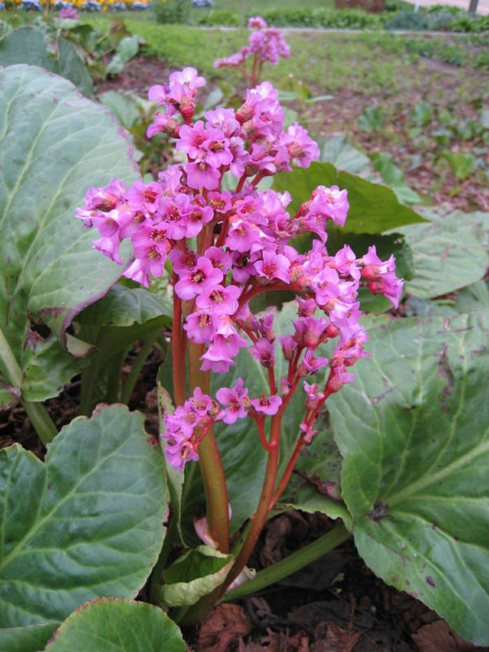 bergenia cordifolia záhradný dizajn rastliny nápad ružový