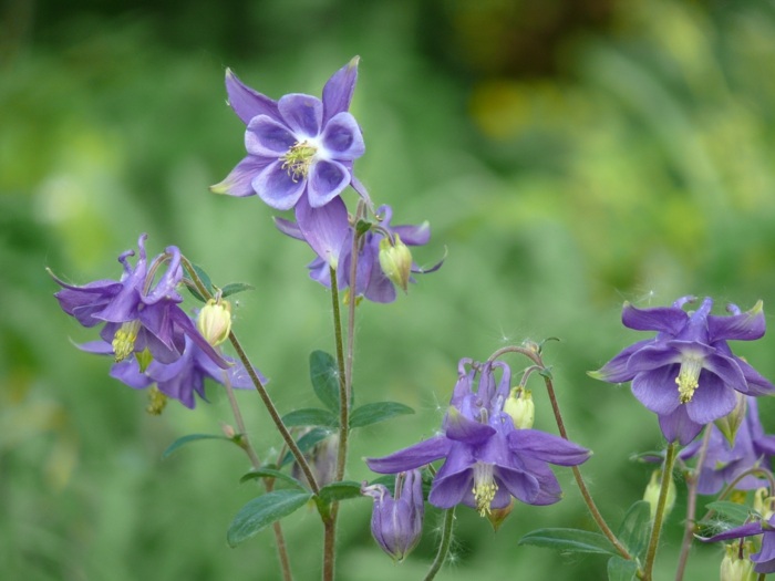 záhrada s tieňovými rastlinami aquilegia vulgaris purpurový kvet