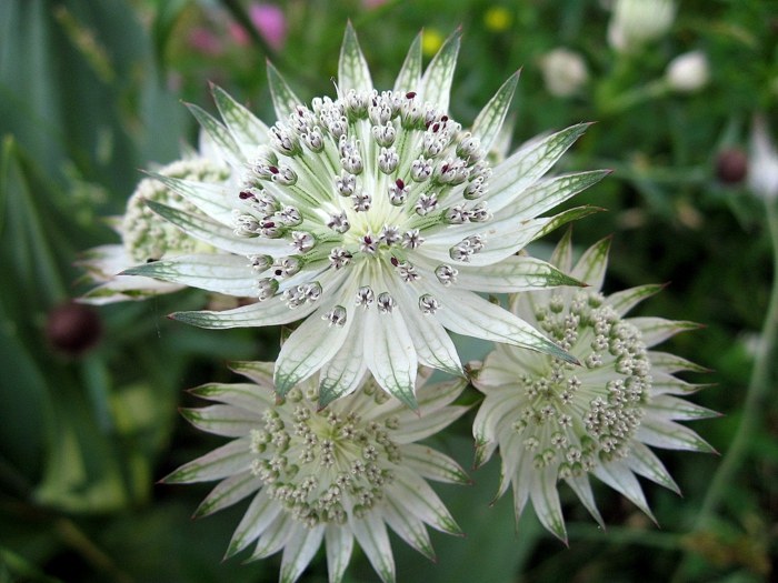 záhradný dizajn astrantia blossom tieň biela hviezda