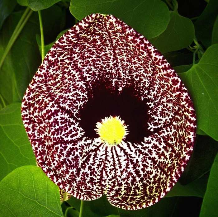 Aristolochia popínavá rastlina liana blonďavý odtieň zanecháva tvar srdca