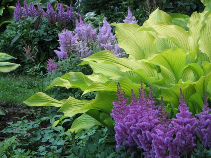 záhrada s tieňovými rastlinami astilbe hosta design