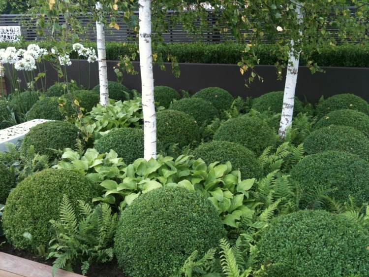 záhradný-moderný-dizajn-tvar-gule-zimostráz-breza