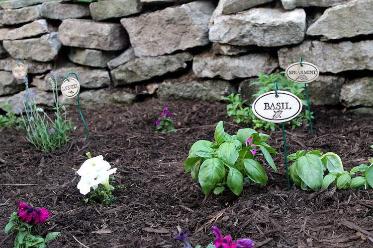 Bylinkovú záhradu rozložte vonku v júni záhradný redizajn-jún-leto-bylinková záhrada