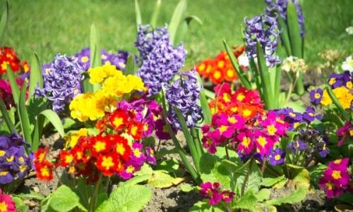 Vytváranie záhrady Rôzne druhy kvetov vyzerajú pekne Nová záhrada rôzne druhy kvetov pekné