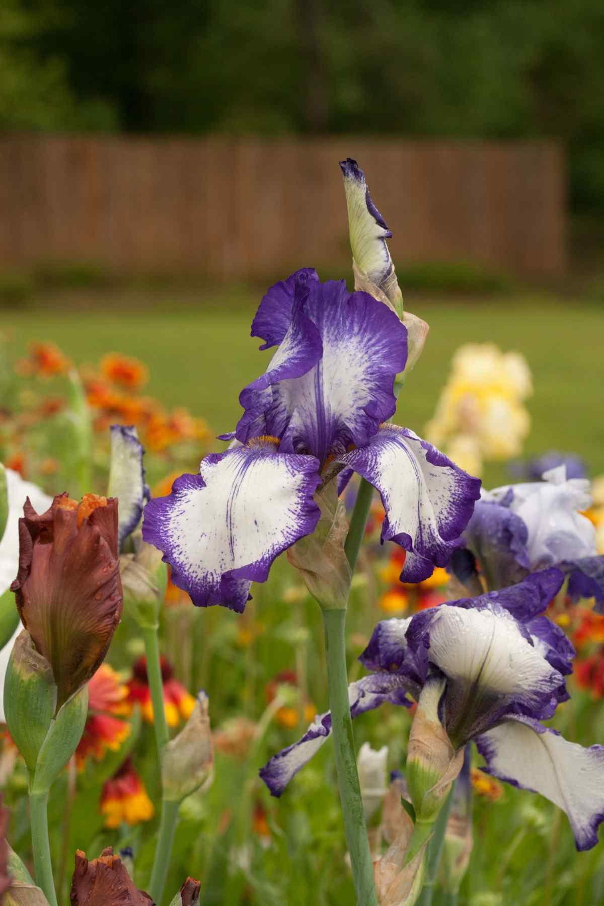 Kvitnúce trvalky a kvety do farebnej záhrady po celý rok
