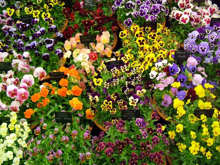 Záhradné macešky Záhradné macešky-sprievodca-odrody-vyberte-druhy