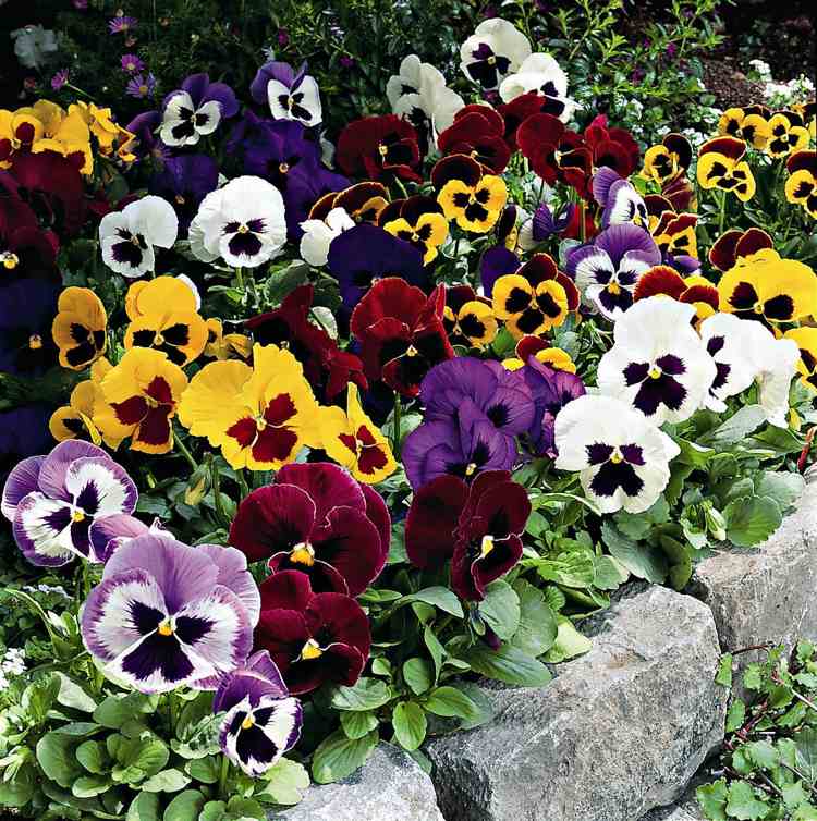 Garden-Pansy-Guide-Bed-Border-Patterned-Colorful