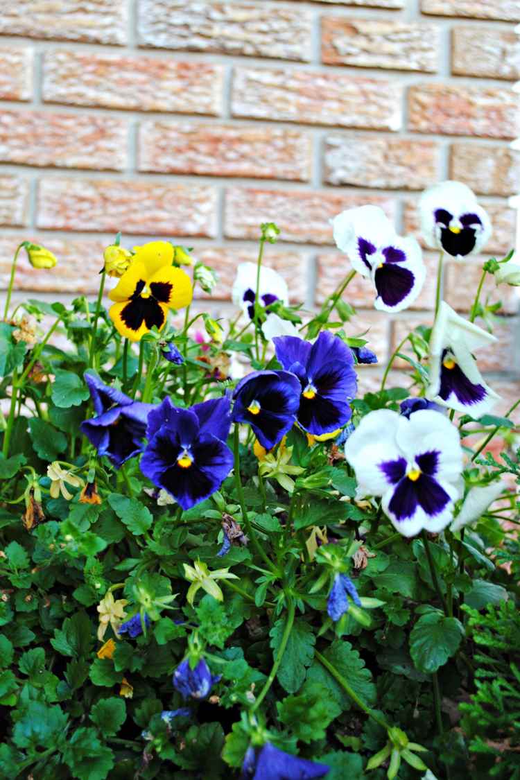 záhradná maceška-stena-zelená-okrasné rastliny