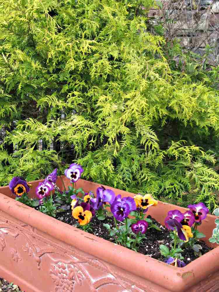 záhradný maceška-sprievodca-rastliny-kvetináč-ihličnany