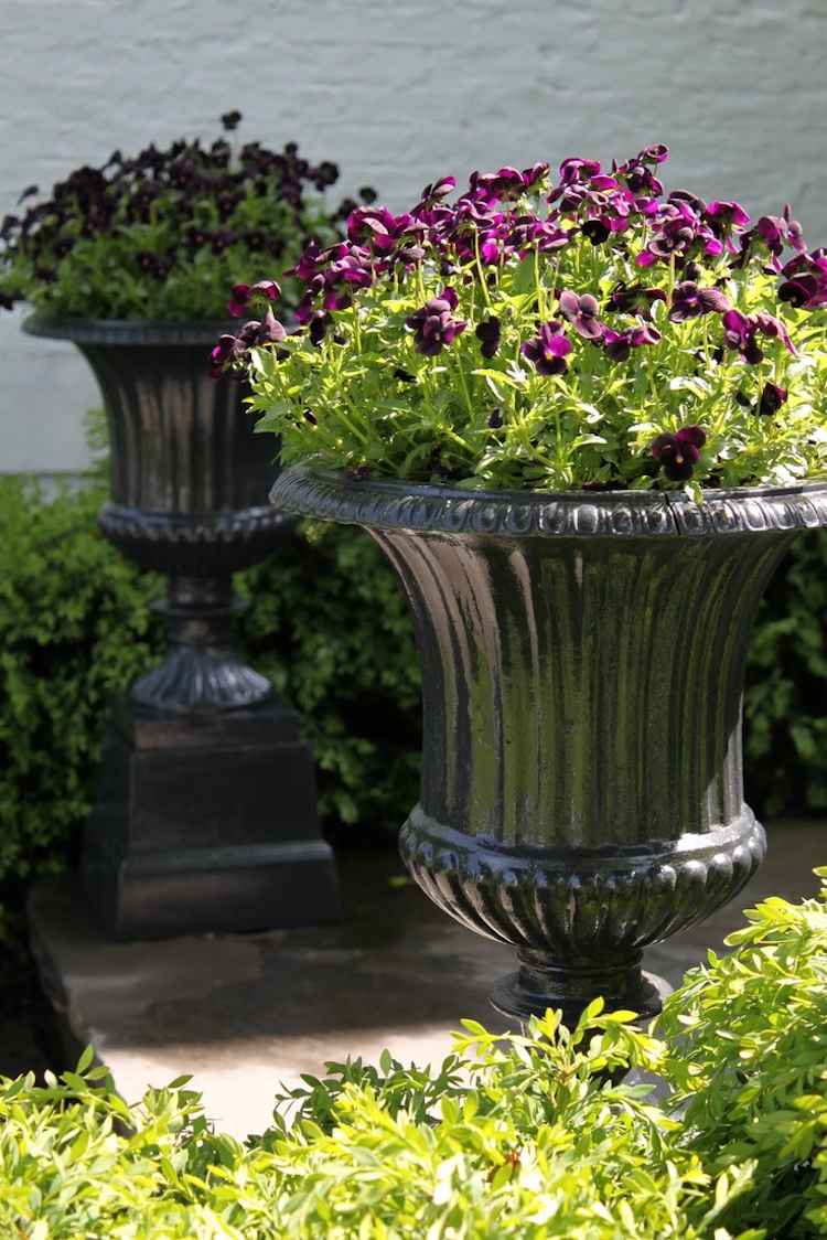 záhradný maceška-sprievodca-tmavo-fialový-starožitný-kvetináč