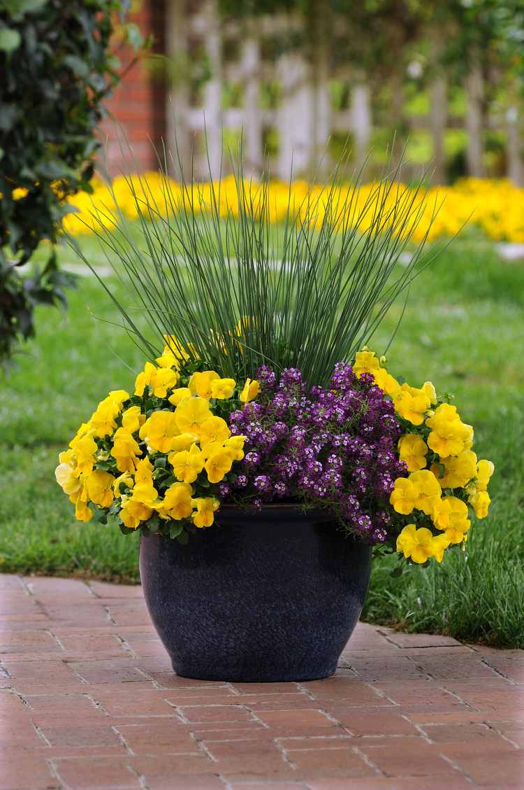 záhradný maceška-sprievodca-žltá-purpurová-tráva