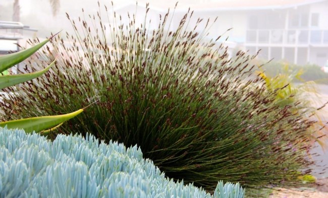 Stredomorské rastliny trvalky okrasná tráva chondropetalum