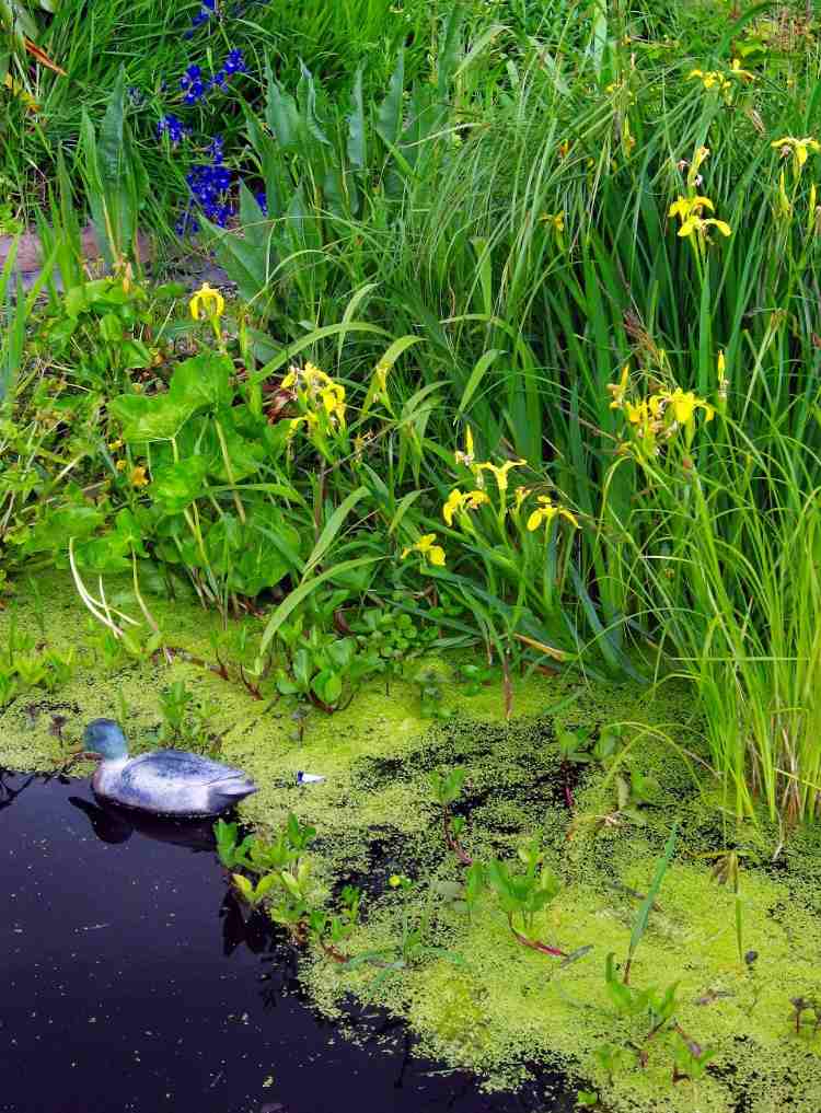 Husu zakryte v rybníku pred zimnou sezónou, aby ste predišli hnilému lístiu