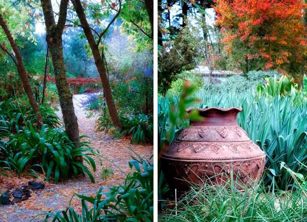 nápady na dizajn záhrady-austrálske druhy rastlín-darí sa im v suchu