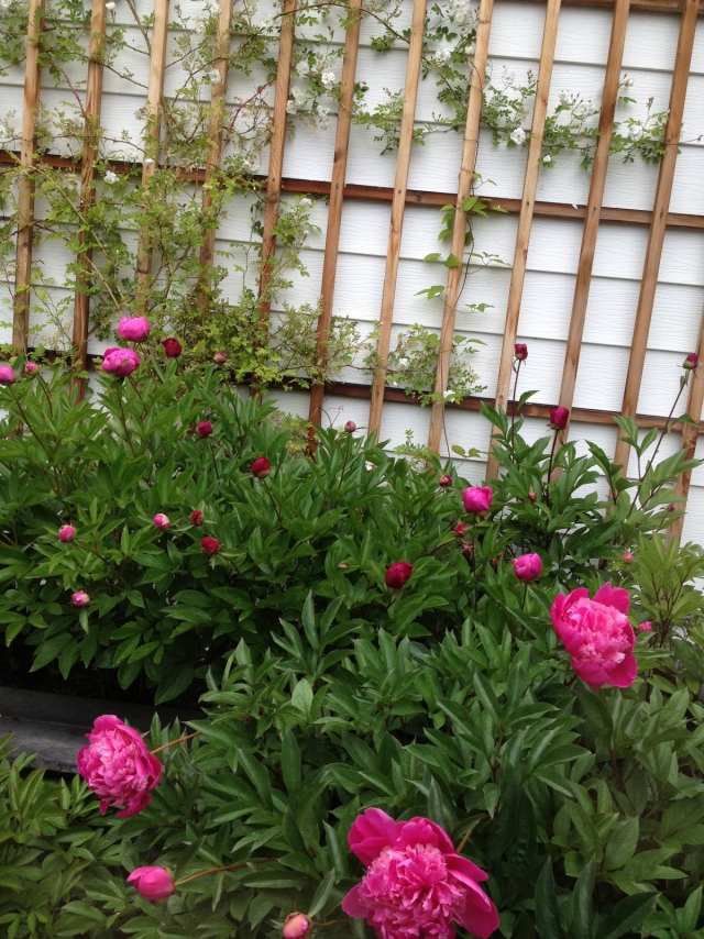 záhradná záhrada pivonka fialová mreže popínavé rastliny
