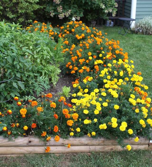 štýl vidieckej záhrady, ktorý kvitne nechtíky