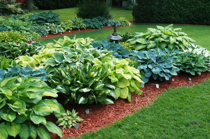 funkien rastliny záhradný dizajn trávnik záhon zelené tipy